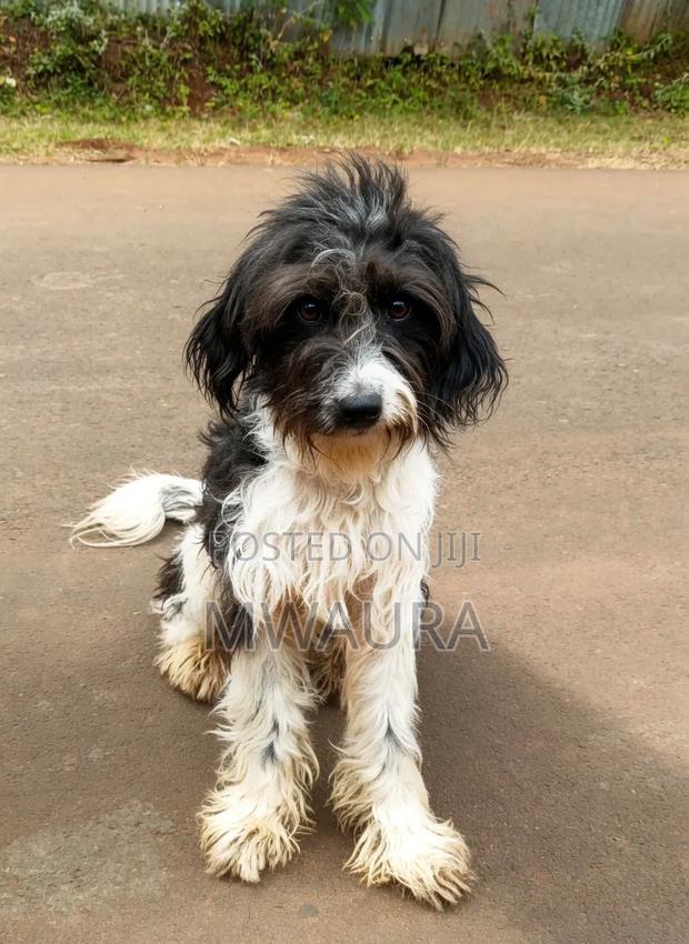 3-6 months Male Mixed Breed Poodle