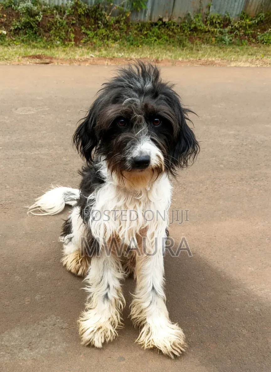 3-6 months Male Mixed Breed Poodle