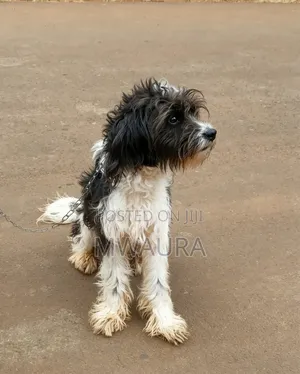 3-6 months Male Mixed Breed Poodle
