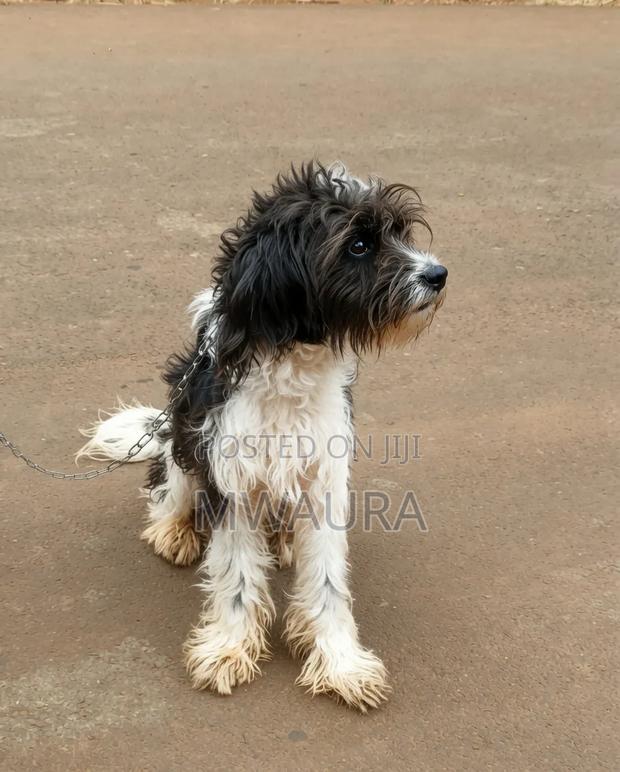 3-6 months Male Mixed Breed Poodle - thumbnail 2