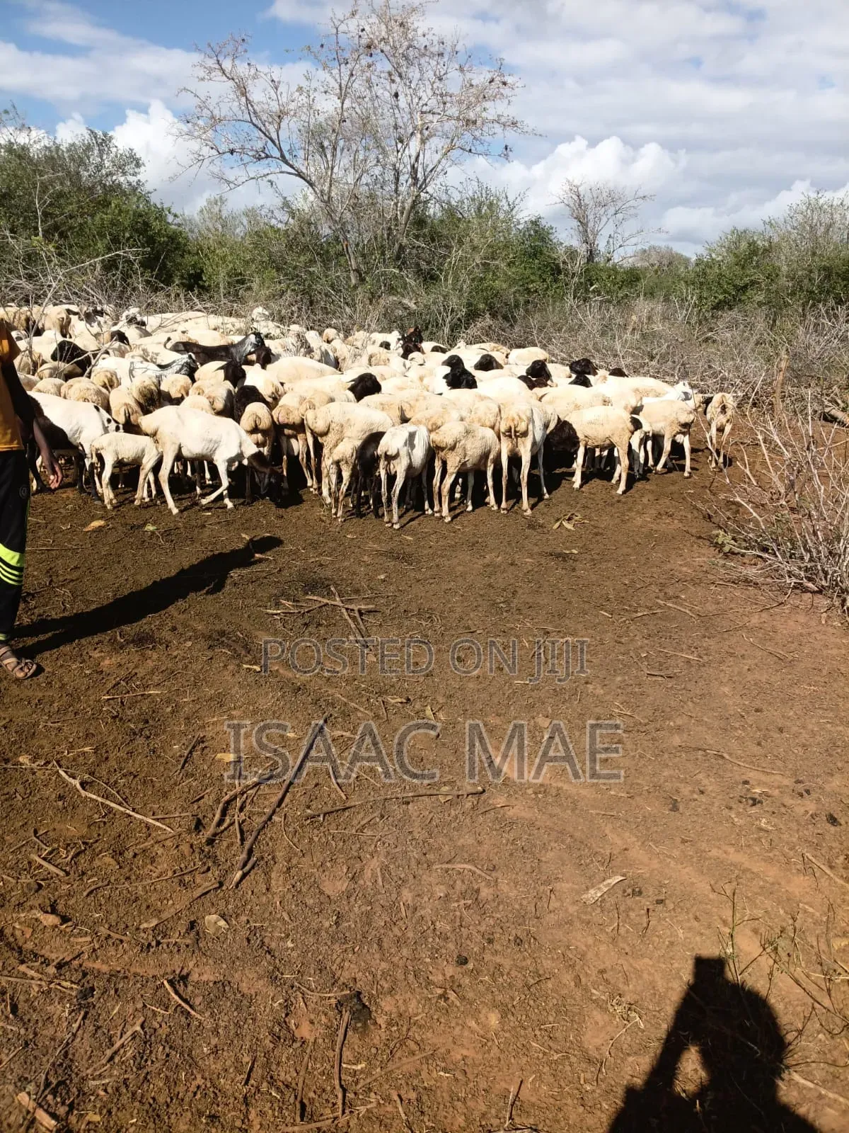 20 Pieces of Goats for Sale