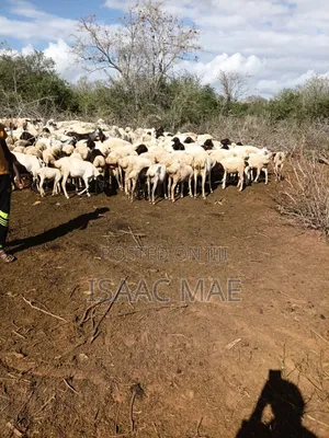 20 Pieces of Goats for Sale