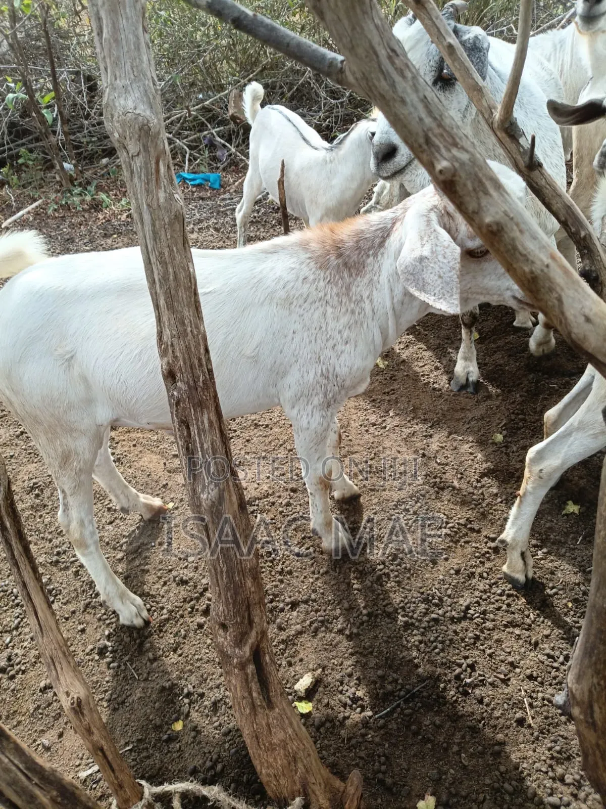 20 Pieces of Goats for Sale