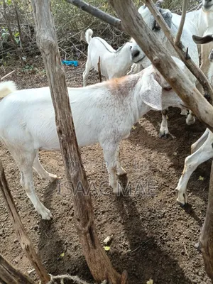 20 Pieces of Goats for Sale