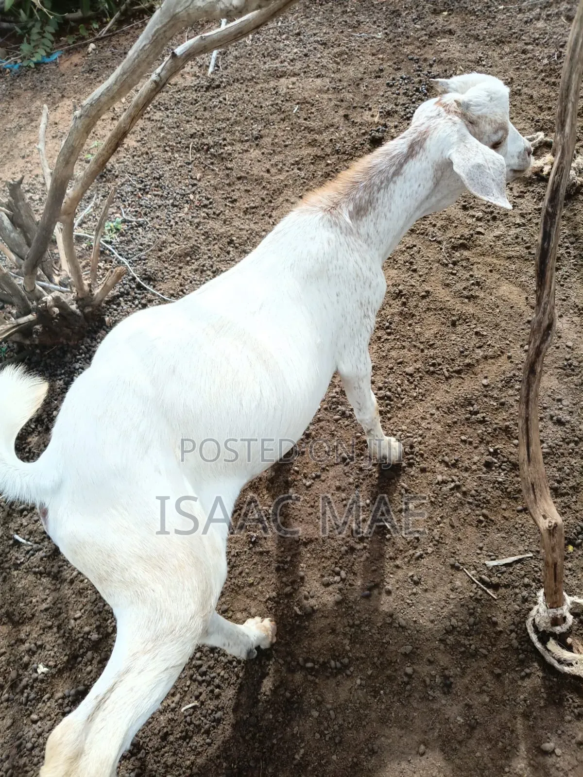 20 Pieces of Goats for Sale