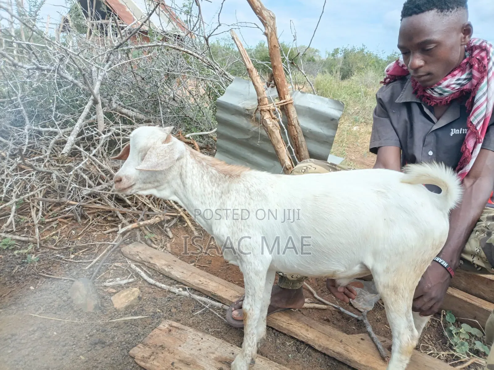 20 Pieces of Goats for Sale