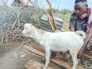 20 Pieces of Goats for Sale
