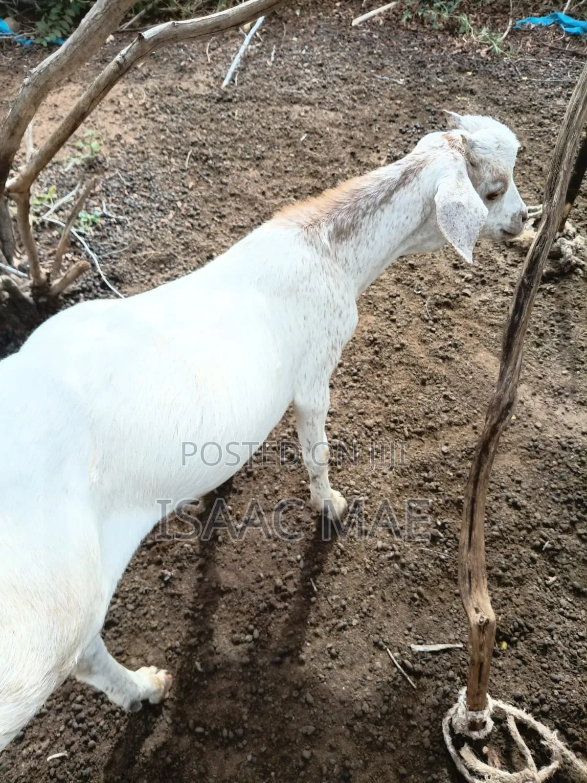 20 Pieces of Goats for Sale