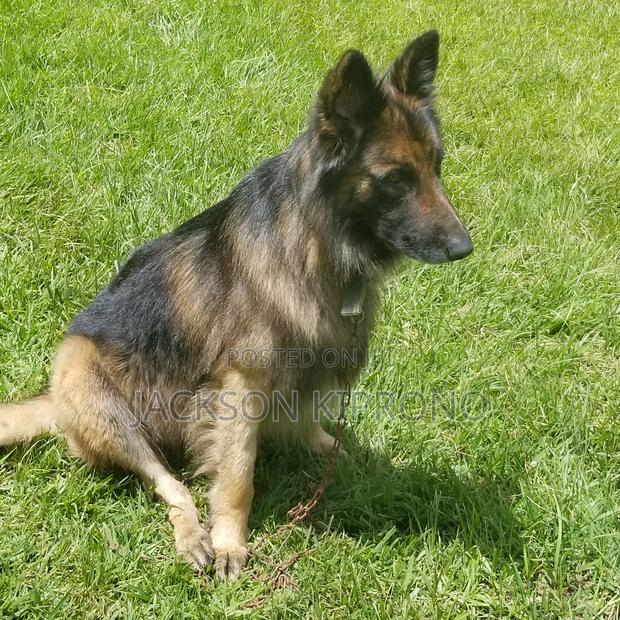 1+ year Male Purebred German Shepherd - thumbnail 2