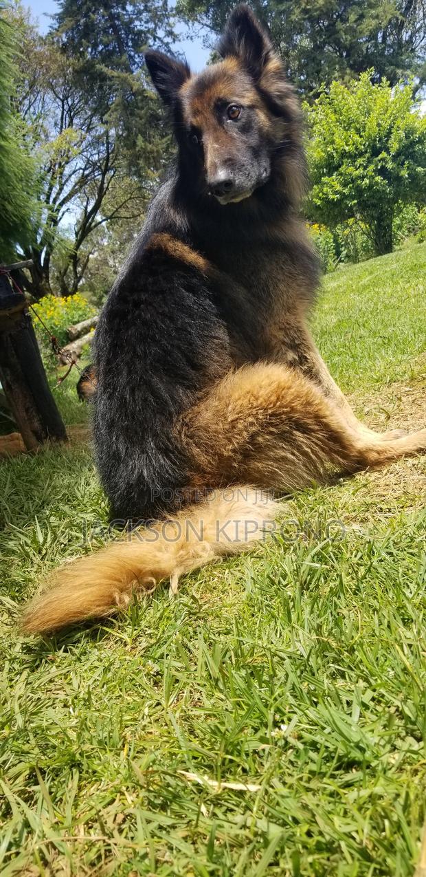 1+ year Male Purebred German Shepherd - thumbnail 3