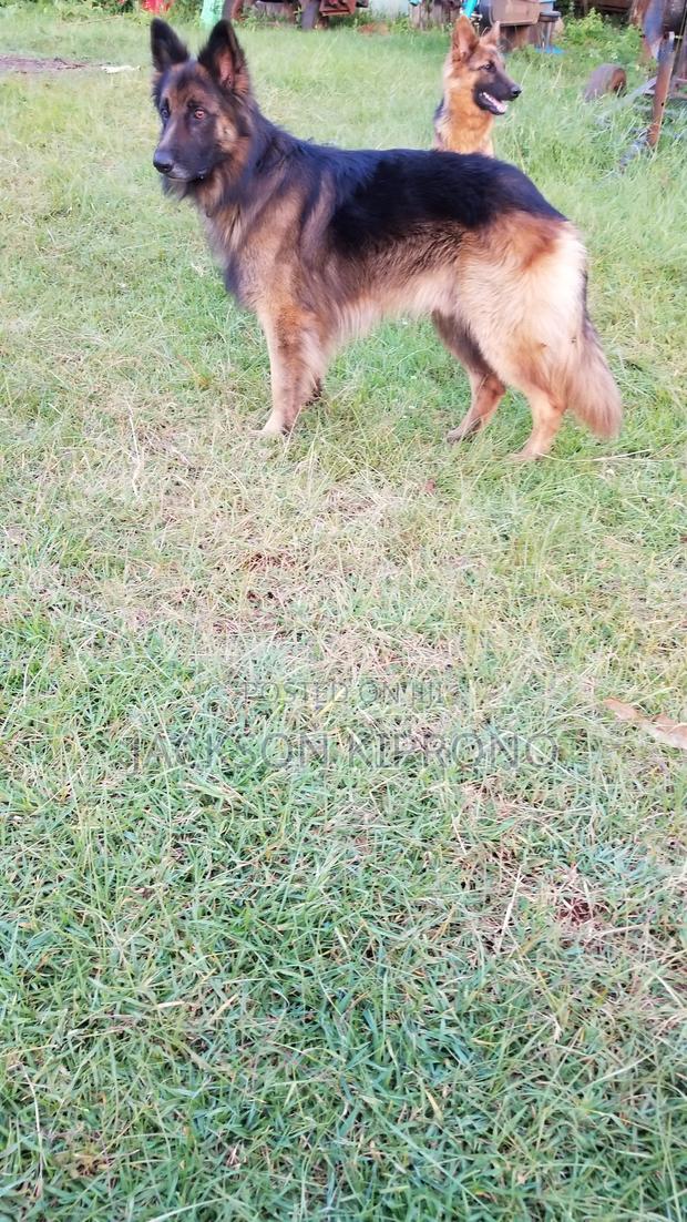 1+ year Male Purebred German Shepherd - thumbnail 4
