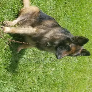 1+ year Male Purebred German Shepherd
