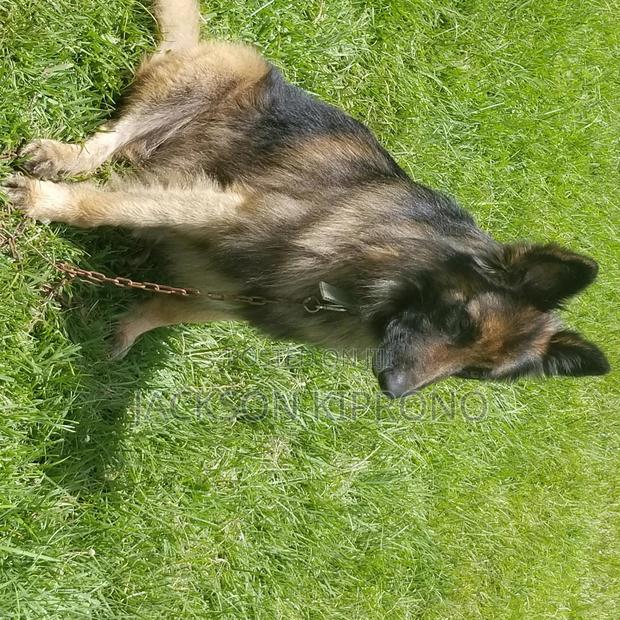 1+ year Male Purebred German Shepherd