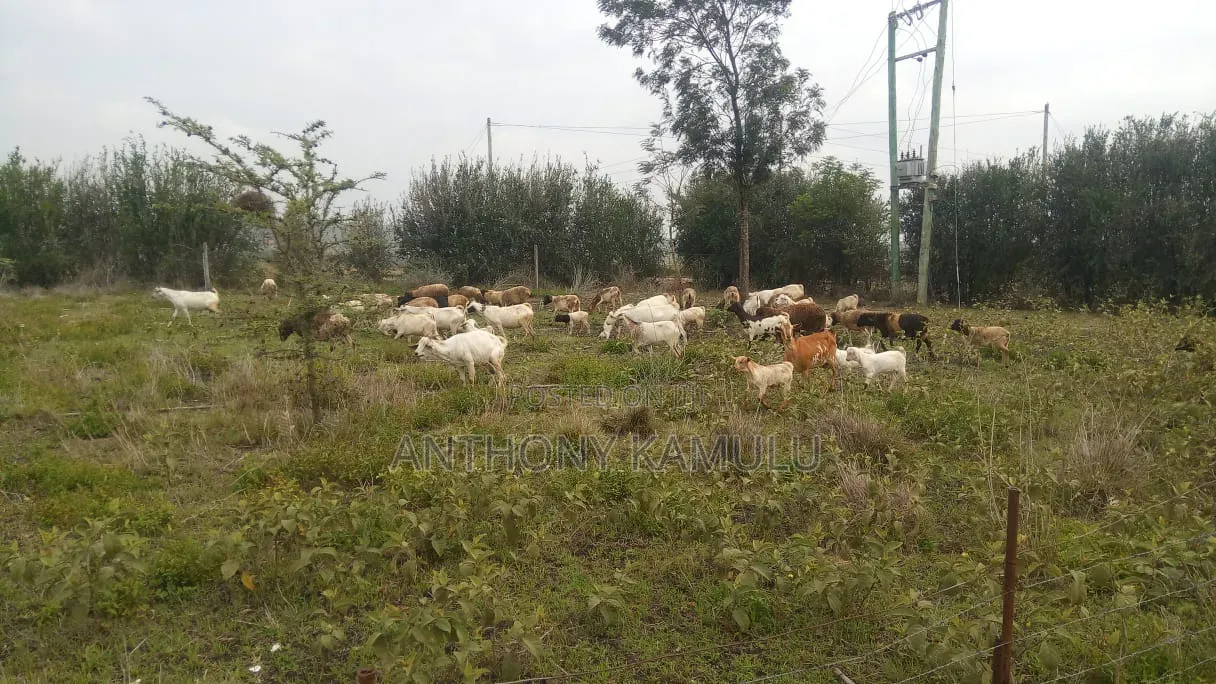 Animal Farm Land on Sale