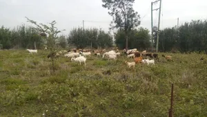 Animal Farm Land on Sale