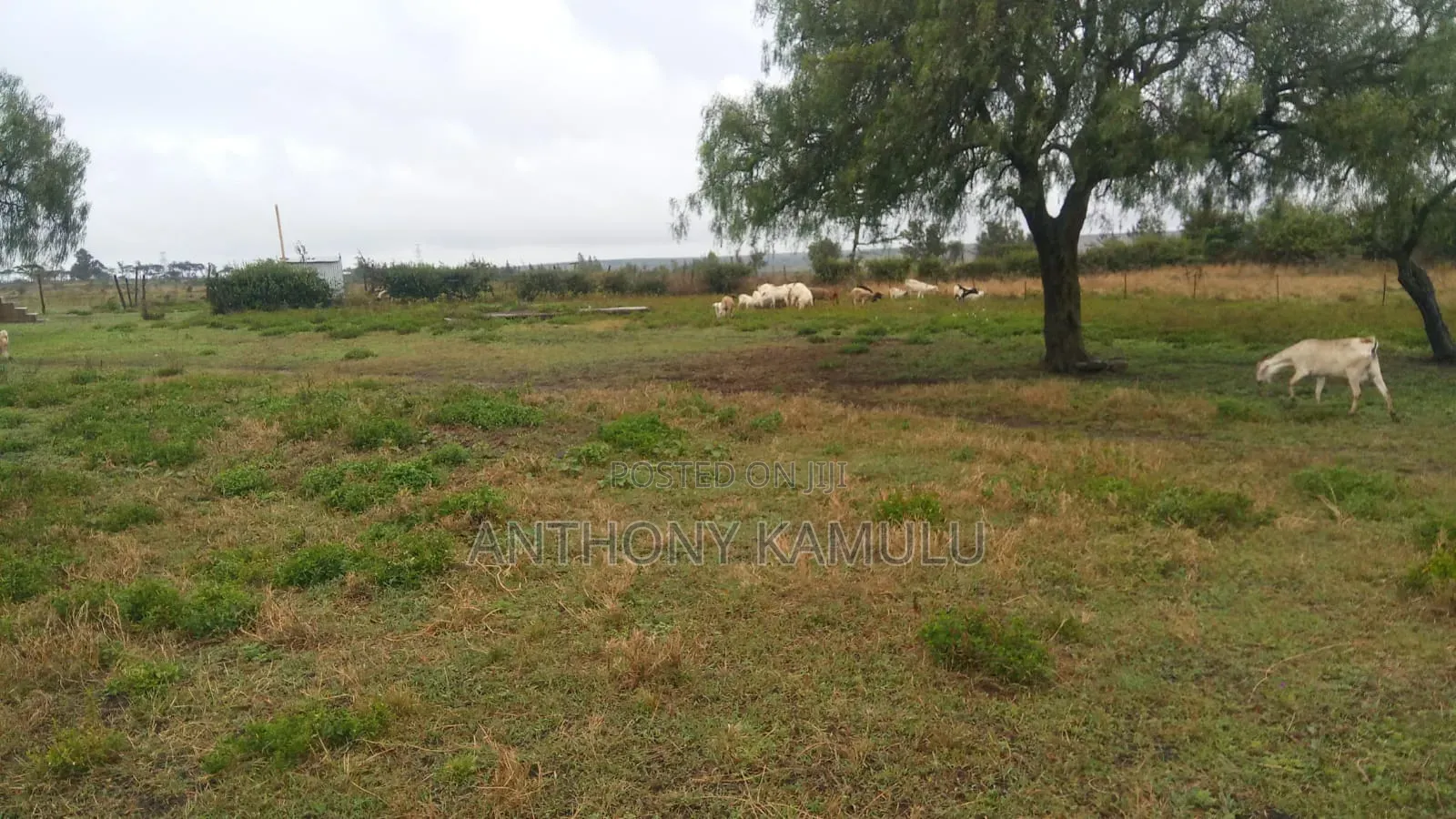 Animal Farm Land on Sale