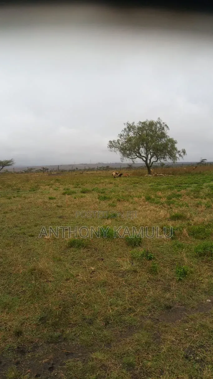 Animal Farm Land on Sale
