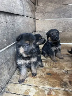 1-3 months Female Purebred German Shepherd