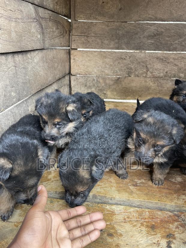 1-3 months Female Purebred German Shepherd - thumbnail 2