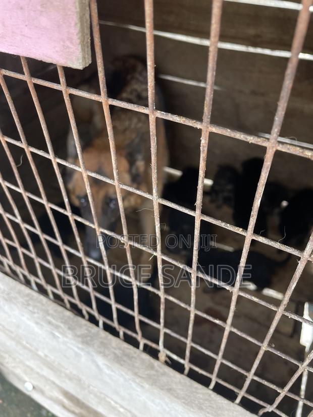 1-3 months Female Purebred German Shepherd - thumbnail 3