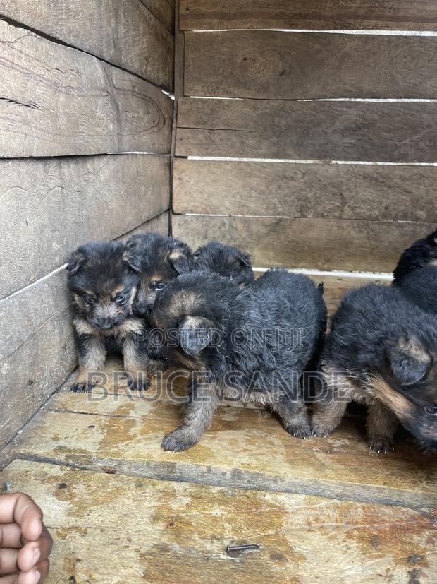 1-3 months Female Purebred German Shepherd - thumbnail 4