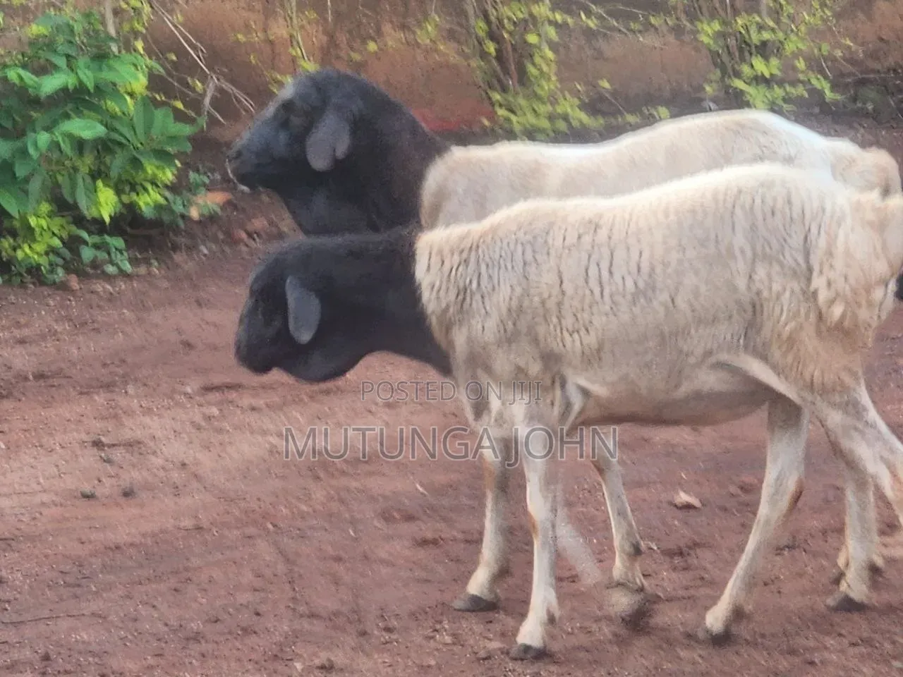 Somali Blackhead Sheep
