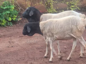 Somali Blackhead Sheep