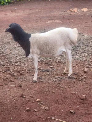 Somali Blackhead Sheep