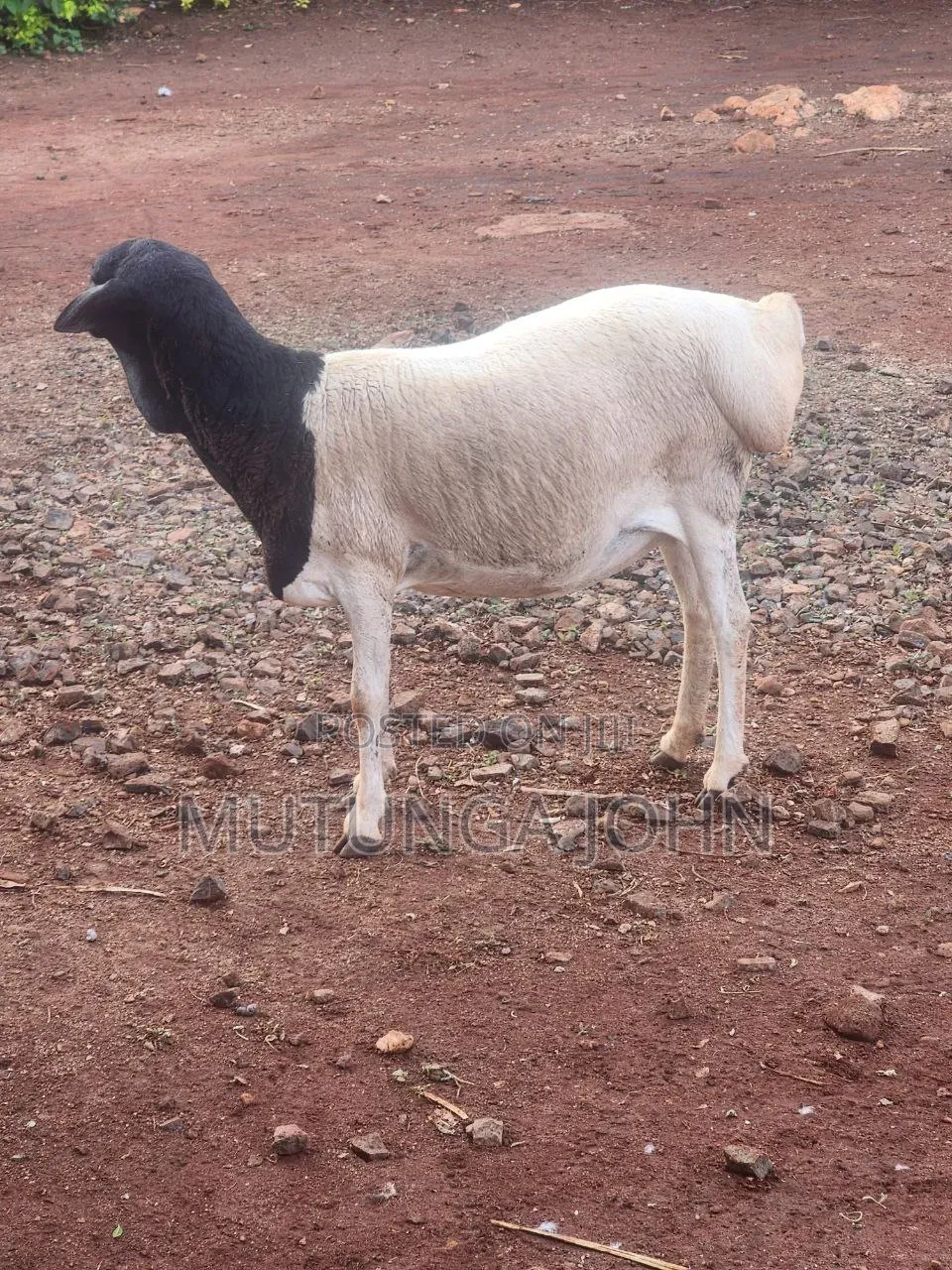 Somali Blackhead Sheep