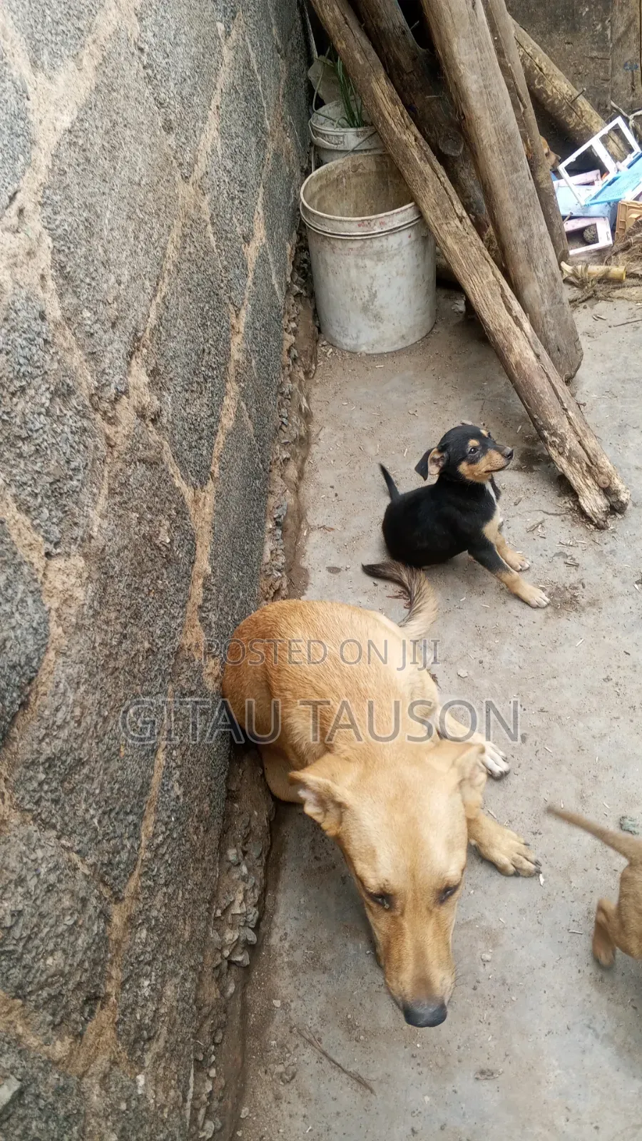 1-3 months Male Mixed Breed French Bulldog
