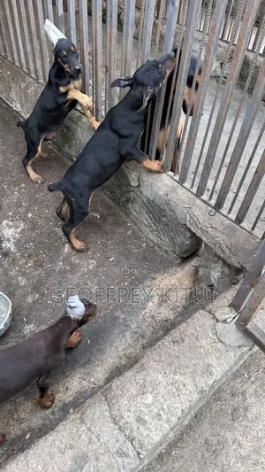 Doberman Pinscher Puppies