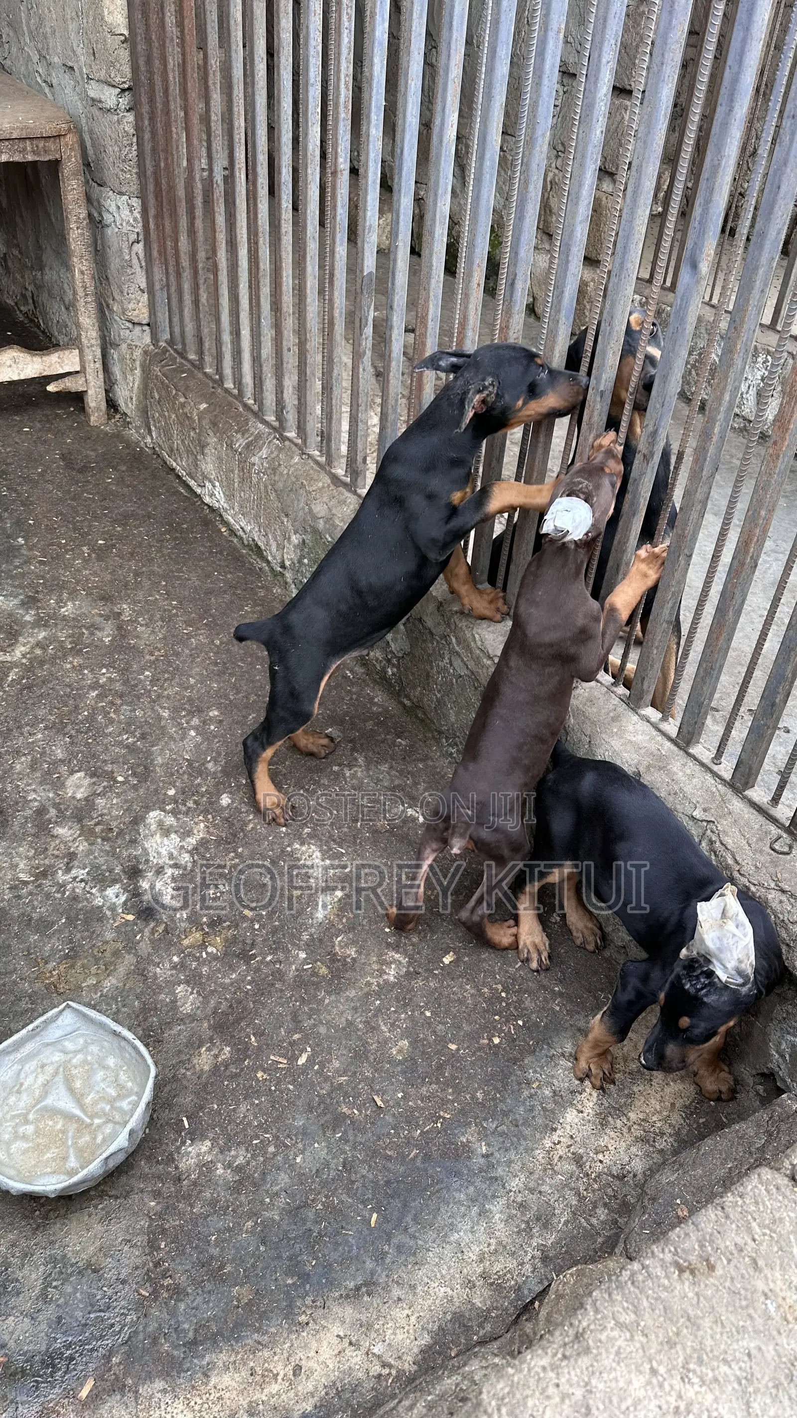 Doberman Pinscher Puppies