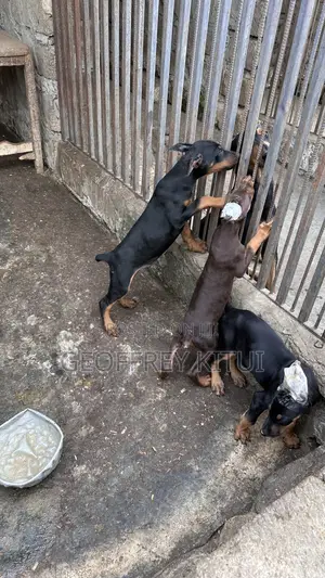Doberman Pinscher Puppies