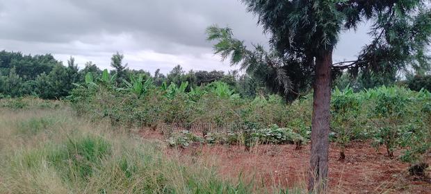 Fertile 2 Acres Agricultural Land Available for Lease, 5 Years - thumbnail 4