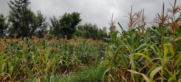 Fertile 2 Acres Agricultural Land Available for Lease, 5 Years - thumbnail 5