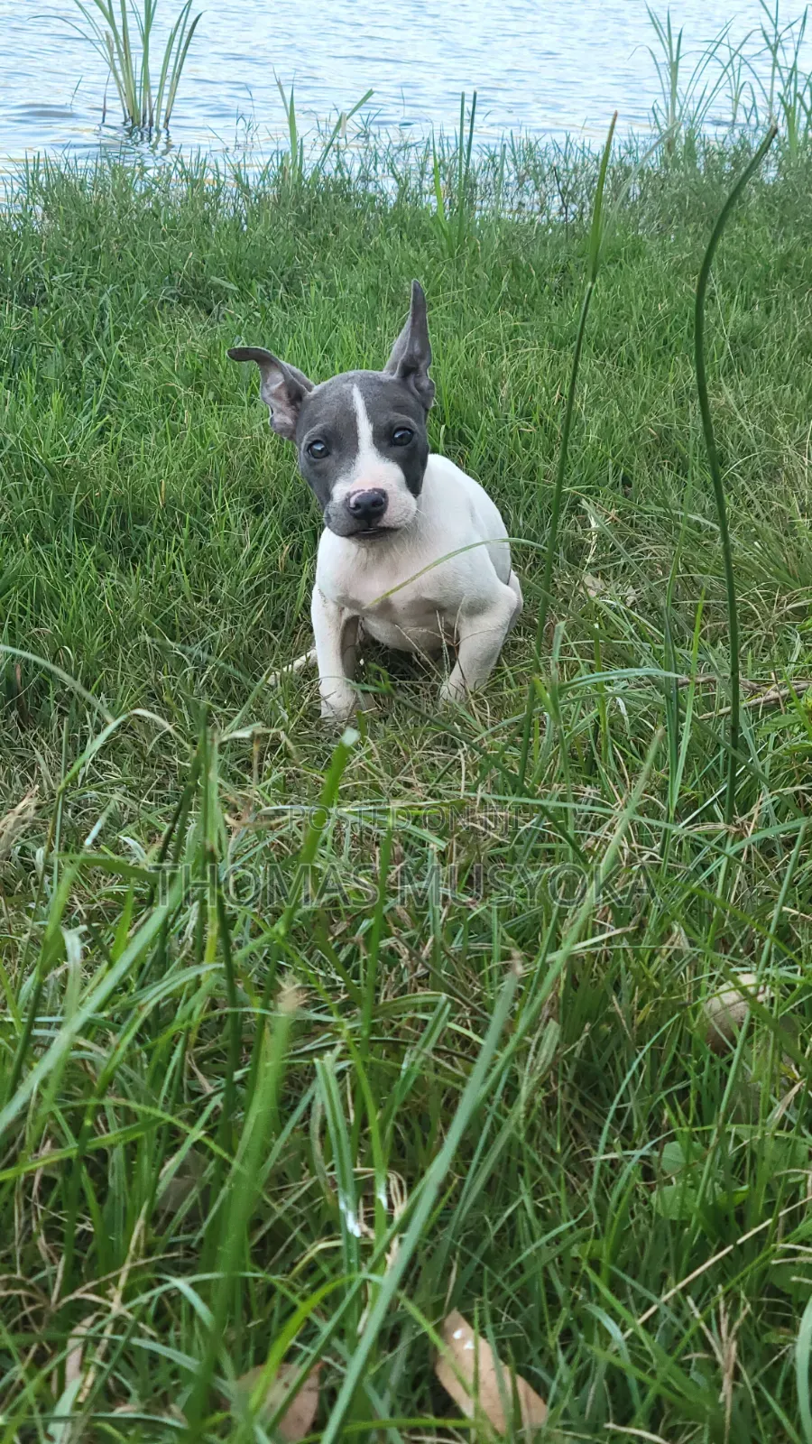 1-3 months Male Purebred American Pit Bull Terrier