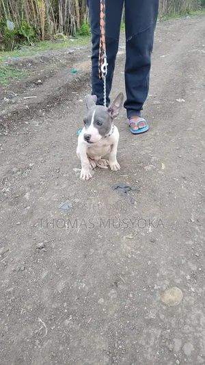 1-3 months Male Purebred American Pit Bull Terrier