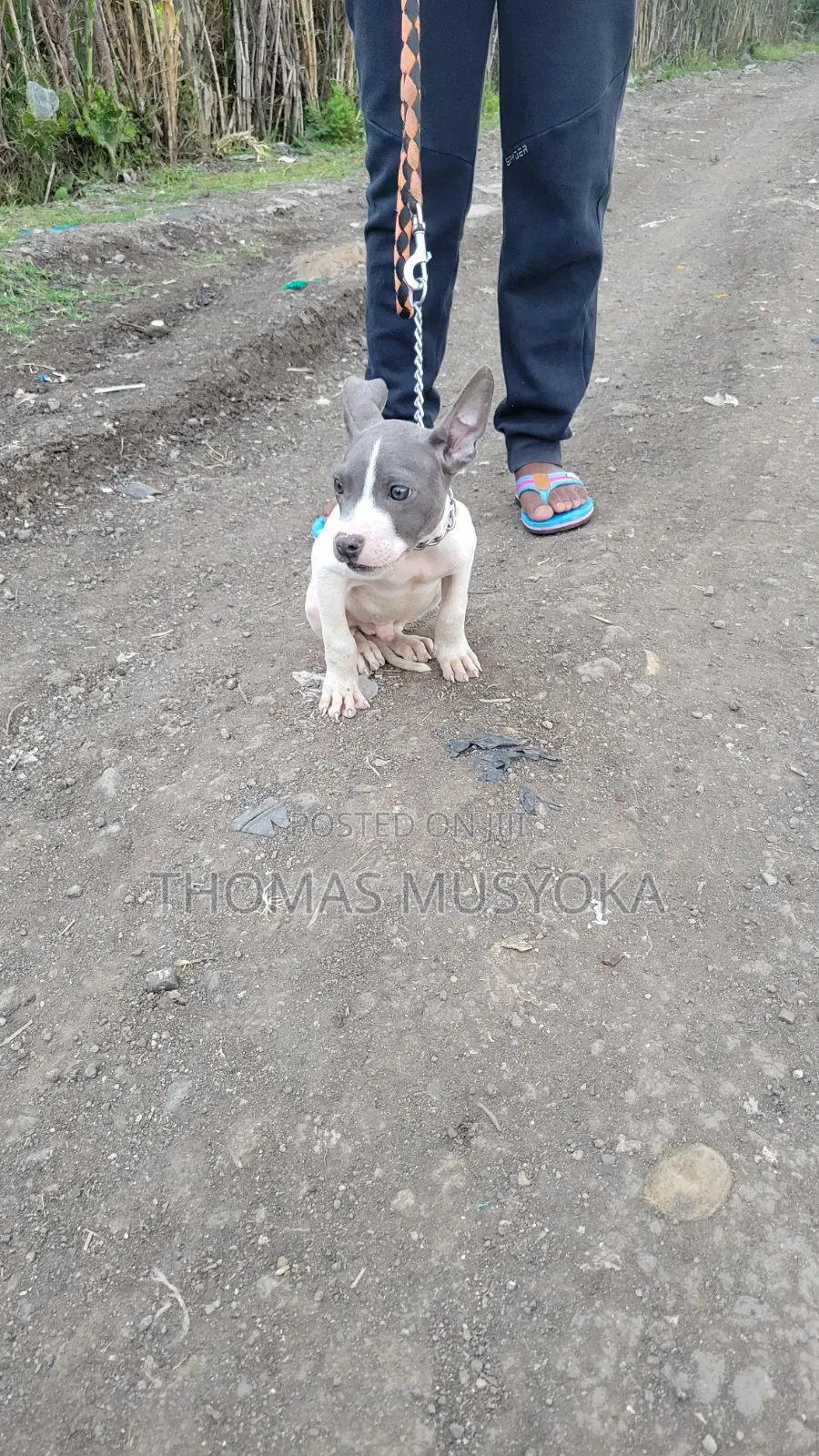 1-3 months Male Purebred American Pit Bull Terrier