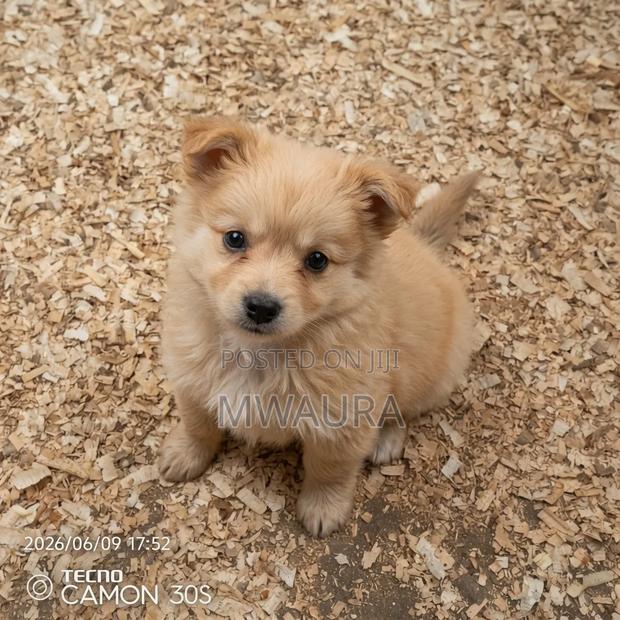 1-3 months Female Purebred Pomeranian