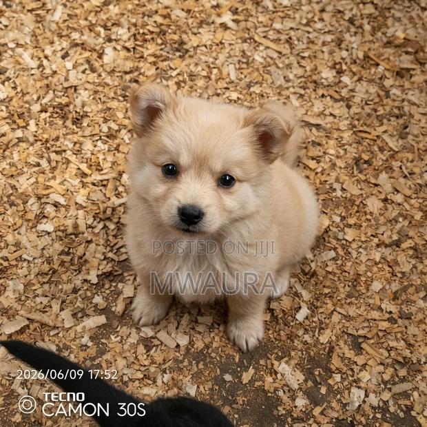 1-3 months Female Purebred Pomeranian - thumbnail 2