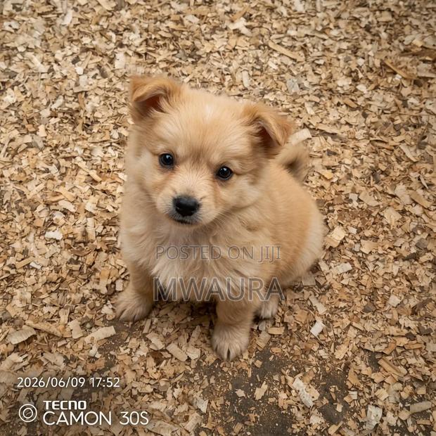 1-3 months Female Purebred Pomeranian - thumbnail 3