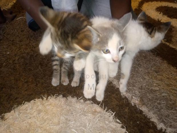 1-3 months Female Purebred Persian - main view