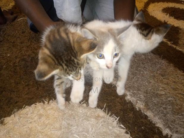 1-3 months Female Purebred Persian - thumbnail 2