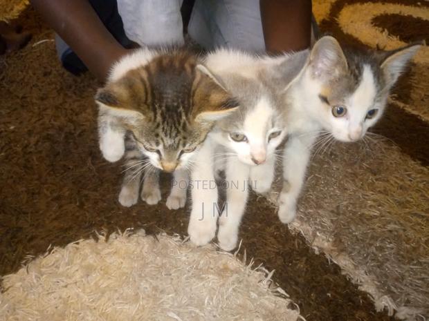1-3 months Female Purebred Persian - thumbnail 3