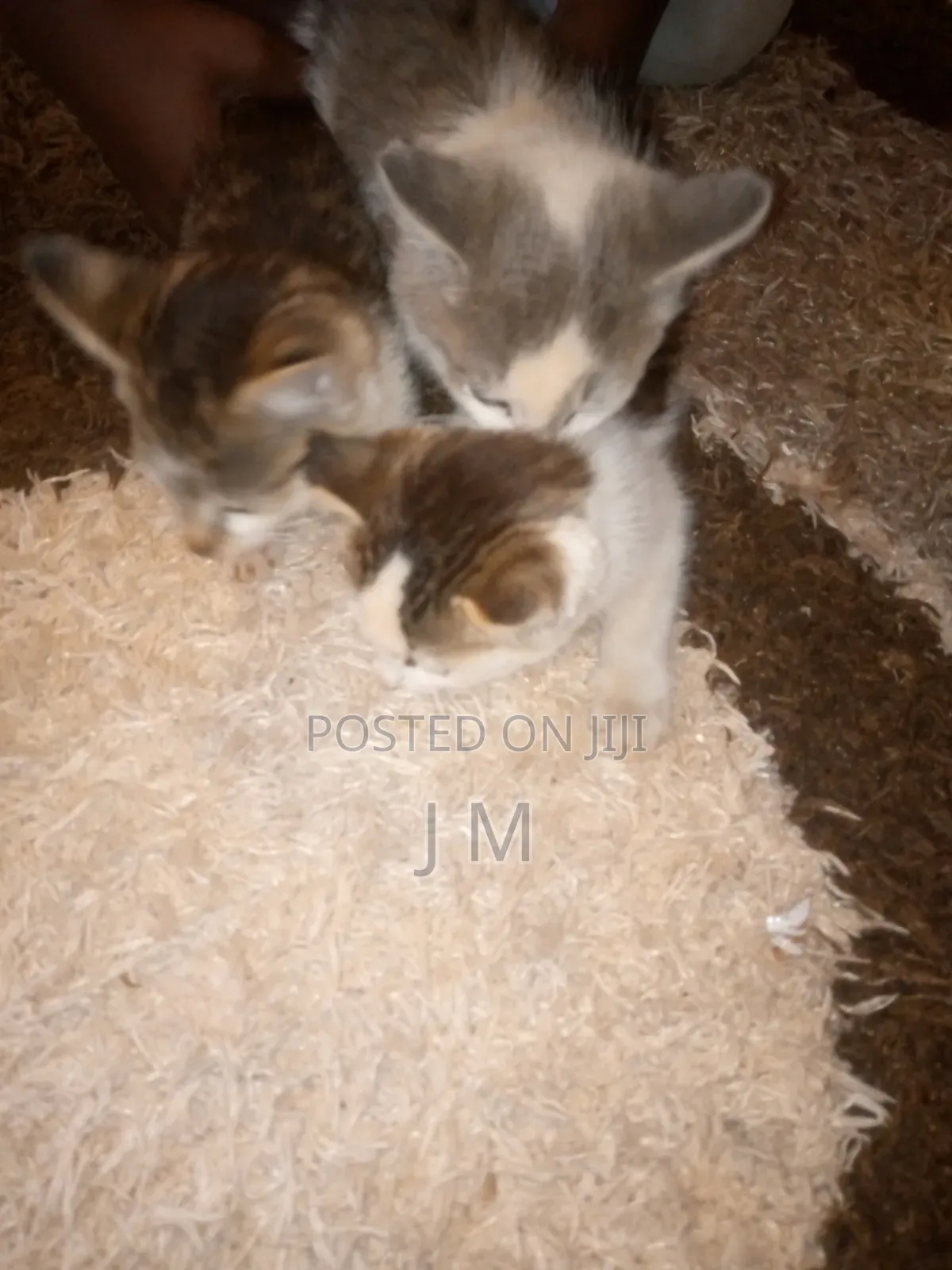 1-3 months Female Purebred Persian