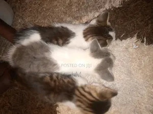 1-3 months Female Purebred Persian