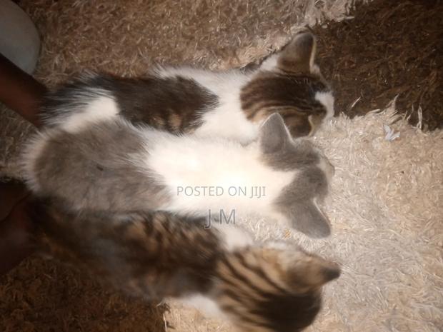 1-3 months Female Purebred Persian - thumbnail 5