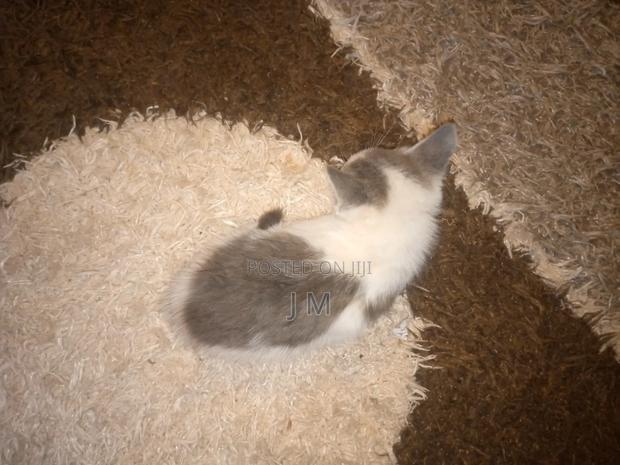 1-3 months Female Purebred Persian - thumbnail 6