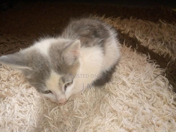 1-3 months Female Purebred Persian - thumbnail 7