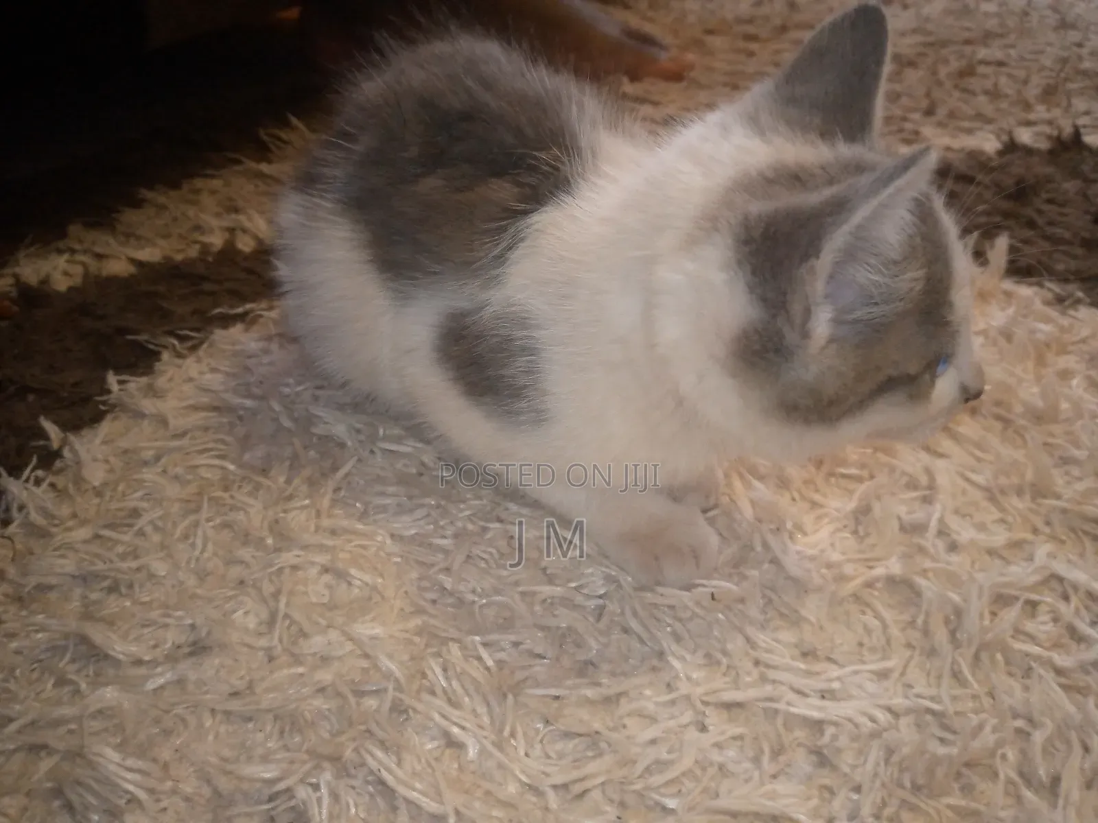1-3 months Female Purebred Persian
